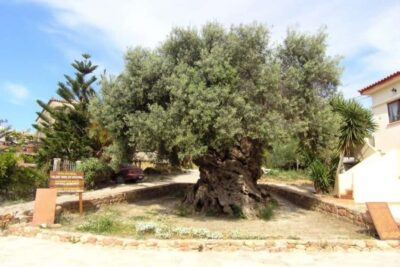 Chania Area: Food Tasting Tour with Winery Visit