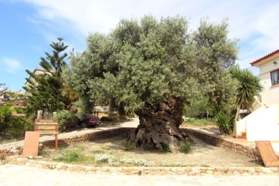 Chania Area: Food Tasting Tour with Winery Visit - Guide style and booking details that matter