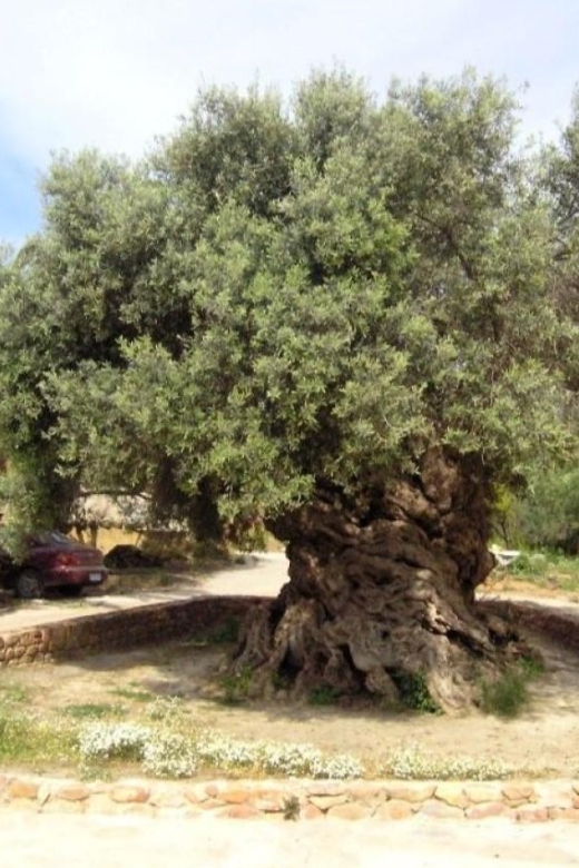 Chania Area: Food Tasting Tour with Winery Visit - Should you book this tour?