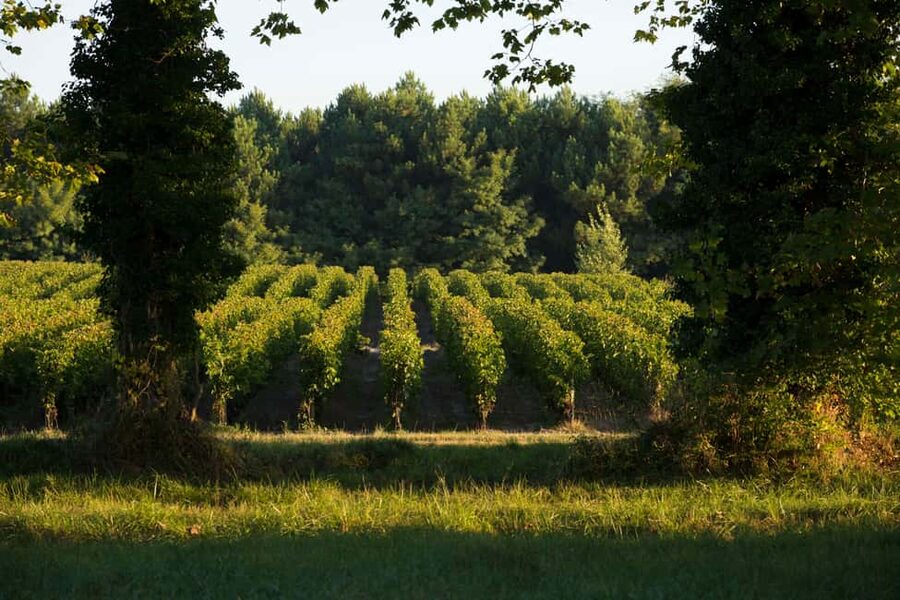 Château Olivier: One Hour Vineyard Tour with Wine Tasting - A vineyard visit with a nature reserve at its heart