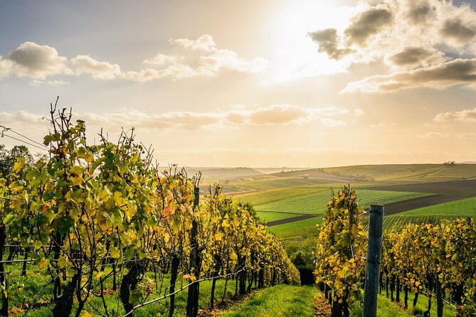 Chateauneuf du Pape and Luberon vineyard tour from Avignon - Key points to know before you book