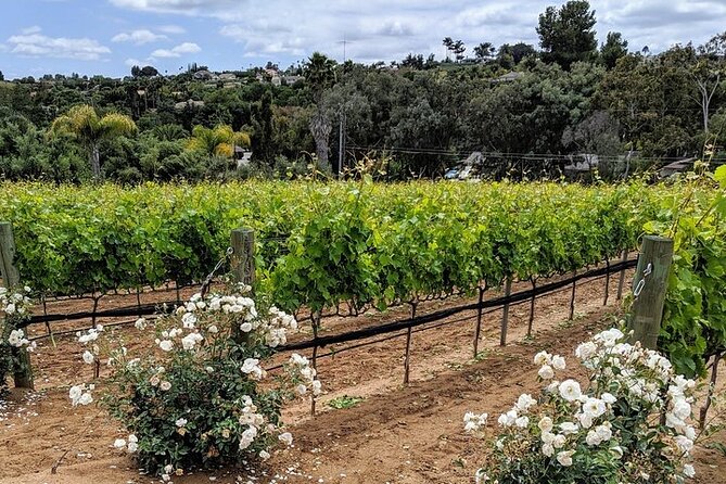 Chauffeured Adventure to Local San Diego Vineyards - What Paul Anthony adds to the day