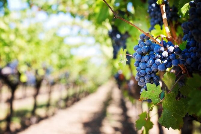 Chauffeured Adventure to Local San Diego Vineyards - A few practical tips before booking