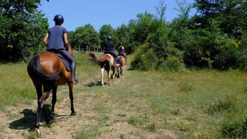 Chianti: Horseback Riding Through Vineyards and Woods - Key points at a glance