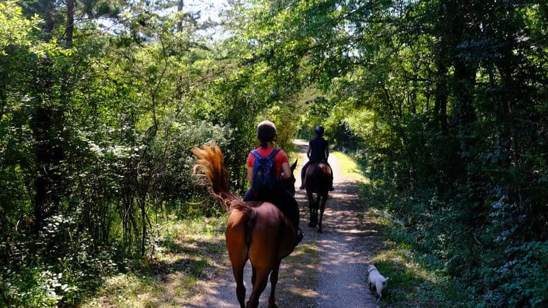 Chianti: Horseback Riding Through Vineyards and Woods - Starting at Podere Marcigliano in the Chianti countryside