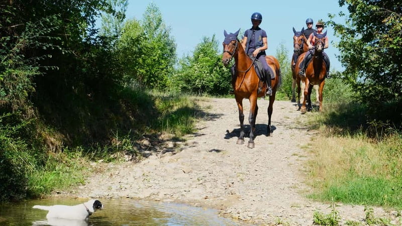 Chianti: Horseback Riding Through Vineyards and Woods - Learning the basic commands before the ride