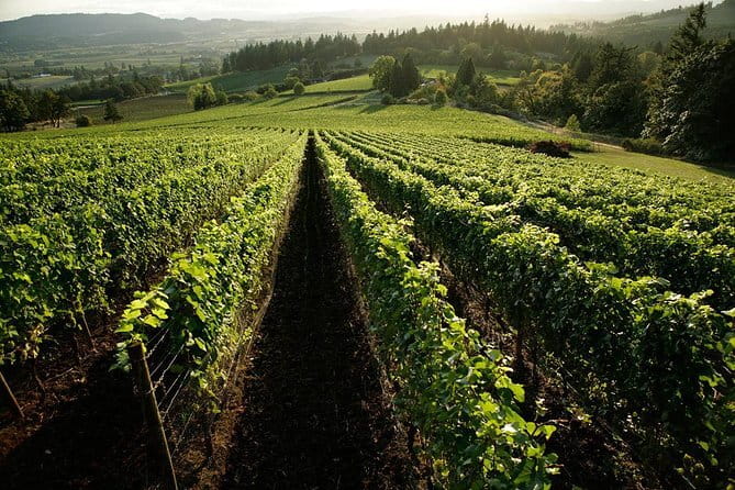 Chianti Vineyards Tours in Private Luxury Van from Florence - Greve in Chianti and the Falorni butcher shop
