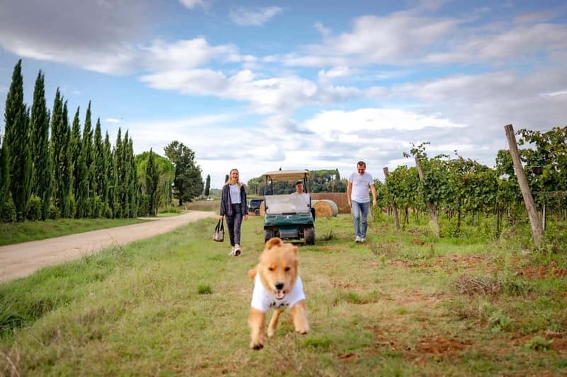 Classic: Vineyard Golf Cart Tour & Wine Tasting and Lunch - Key points to know before booking