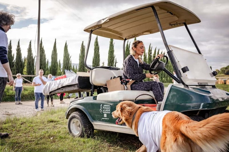 Classic: Vineyard Golf Cart Tour & Wine Tasting and Lunch - Five wines, from sparkling to Chianti