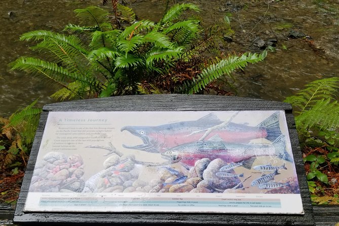 Combo Tour: Muir Woods, Sausalito and Sonoma Wine Country Tour - A full day beyond San Francisco
