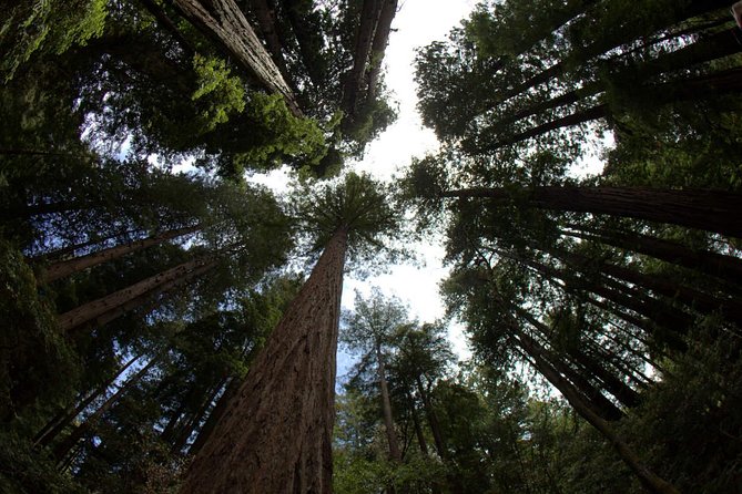 Combo Tour: Muir Woods, Sausalito and Sonoma Wine Country Tour - Crossing the Golden Gate Bridge