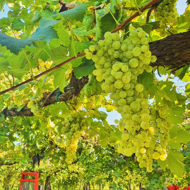 Conegliano: Prosecco Hills and Vineyards tour - Practical details before you go