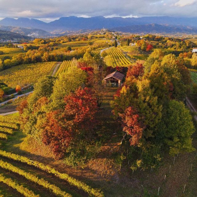 Conegliano: Prosecco Hills and Vineyards tour - What the experience feels like in practice
