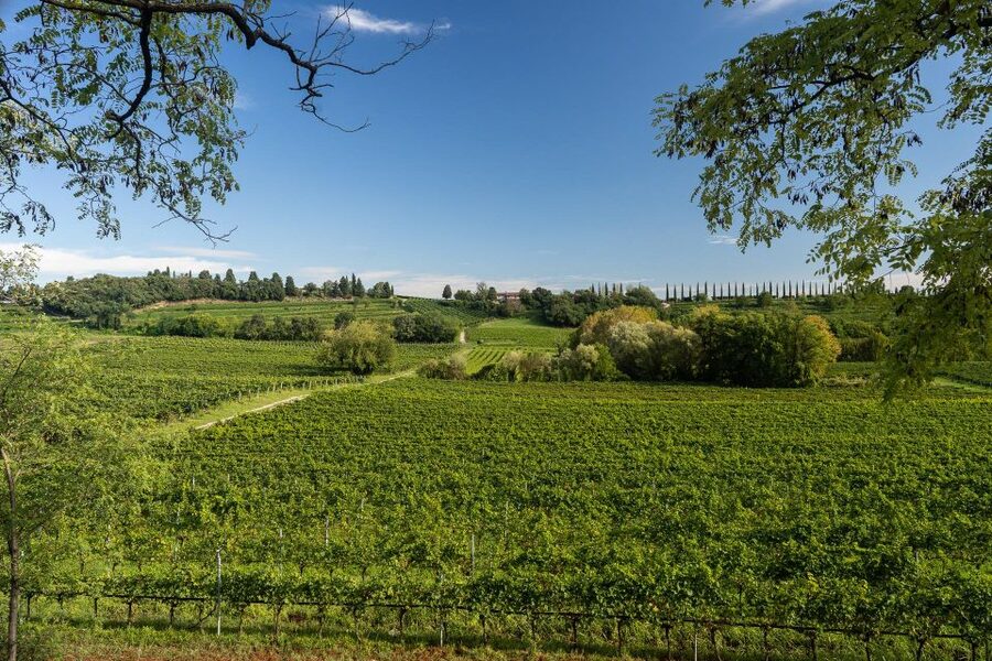 Custoza: Organic Wine Tasting with Vineyard and Cellar Tour - Starting in the vineyard beside the cellar