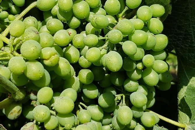 Dão Wine Region: Portuguese version on Bordeaux - The drive from Porto to Viseu