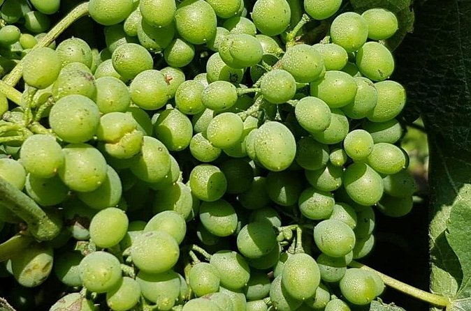 Dão Wine Region: Portuguese version on Bordeaux - Who will enjoy this experience most?