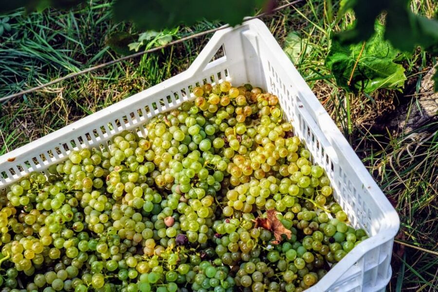 Desenzano: Lugana Wine-Tasting and Vineyard Tour - Four wines, plus the chance of a bonus pour