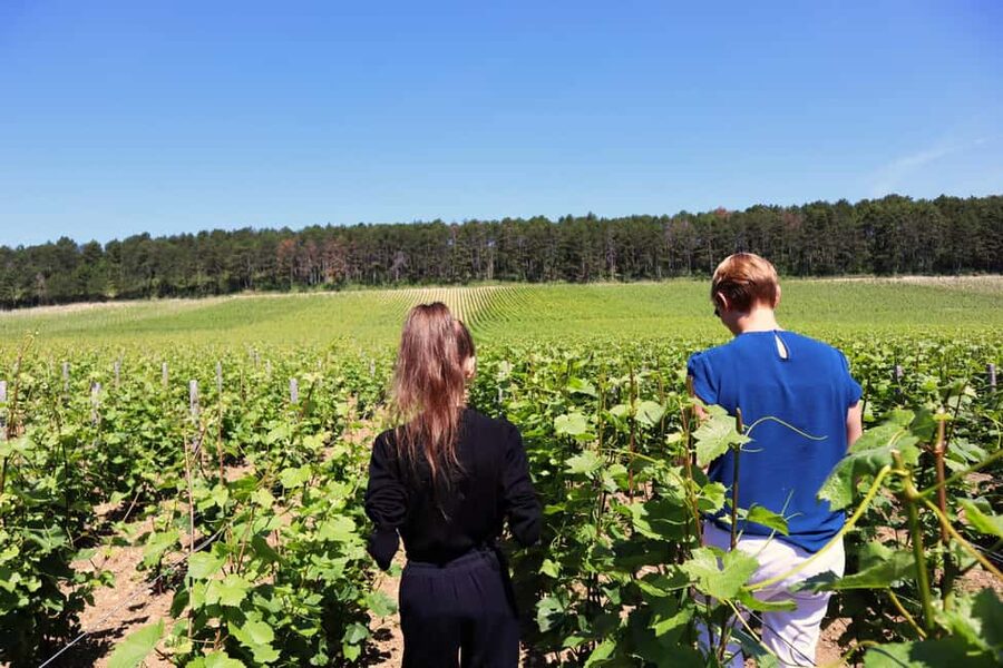 Dijon: Walking tour of the metropolitan vineyards - From the Climate Chapel to the vines