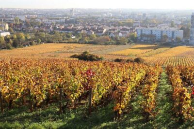 Dijon: Walking tour of the metropolitan vineyards