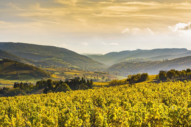 Dijon Wine Tour Côte de Nuits and Côte de Beaune Vineyards - Key points to know before booking