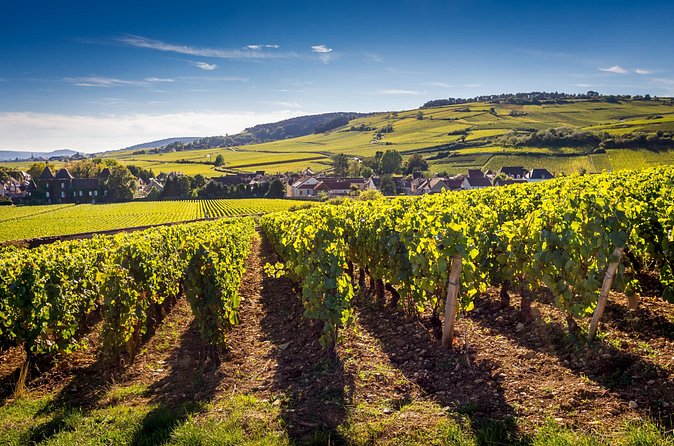 Dijon Wine Tour Côte de Nuits and Côte de Beaune Vineyards - Should you book it?
