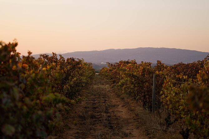 Dinner at the Vineyards in Lagoa - Why the family setting matters