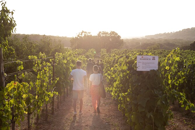 Dinner in the vineyard with wine tasting and walk - Why this feels like a dinner with a story