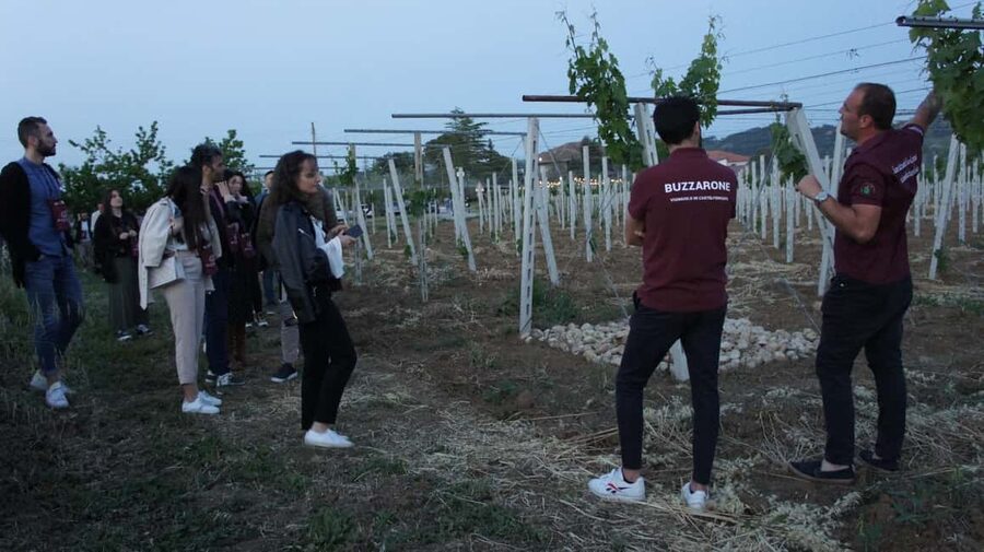 Discover Abruzzo and Castelferrato: Visit Vineyards and Wine Tasting - Walking the vineyards and olive groves