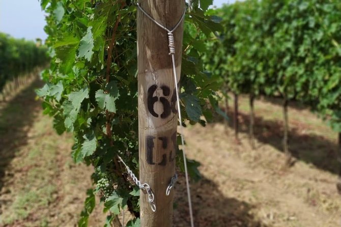 Discovering the Bolgheri vineyards and tasting local products - Why Villanoviana feels different from a large winery