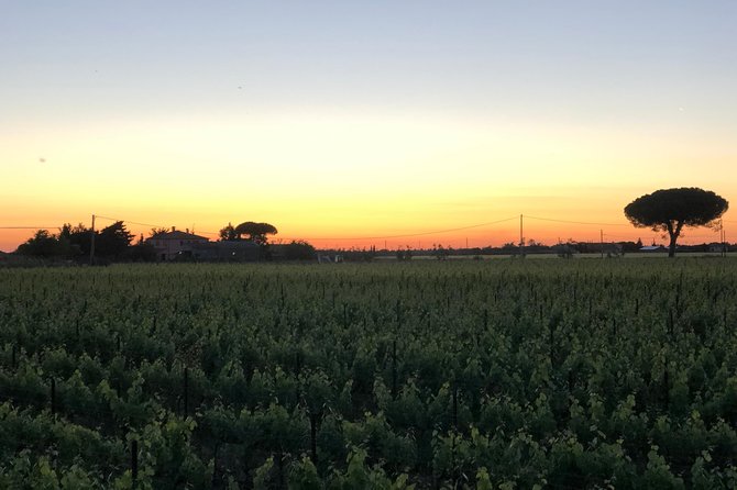 Discovering the Bolgheri vineyards and tasting local products - Practical details that affect the visit