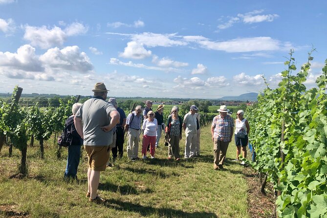 Discovery Vineyard - Starting among the vines at Mittelwihr