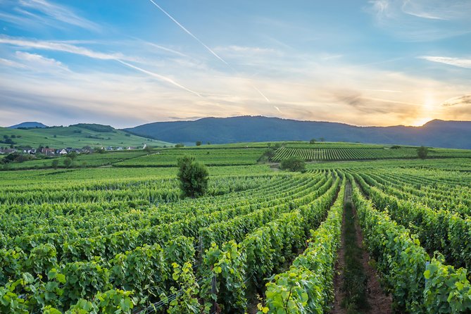 Discovery Vineyard - Smell first, taste second