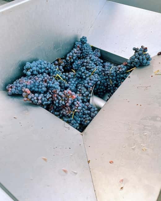 Domodossola: Savor Wines & Local Treats in a Scenic Vineyard - Who will enjoy this tasting most?