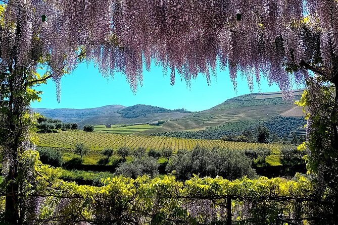 Douro Valley Guided Tour of 3 Vineyards with Lunch - Leaving Porto at 8:30 a.m.