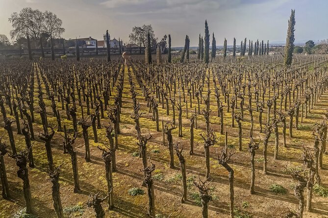 Douro Valley Private Day Trip from Lisbon: Vineyards & River View - Lunch in Pinhão Is Not Included