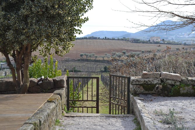Douro Valley Tour: 2 Vineyard Visits, River Cruise, Winery Lunch - Who should book this Douro Valley tour?