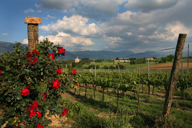 DRINK&FOOD: Private Vineyard and Winery Tour with Tasting - Why the private format matters