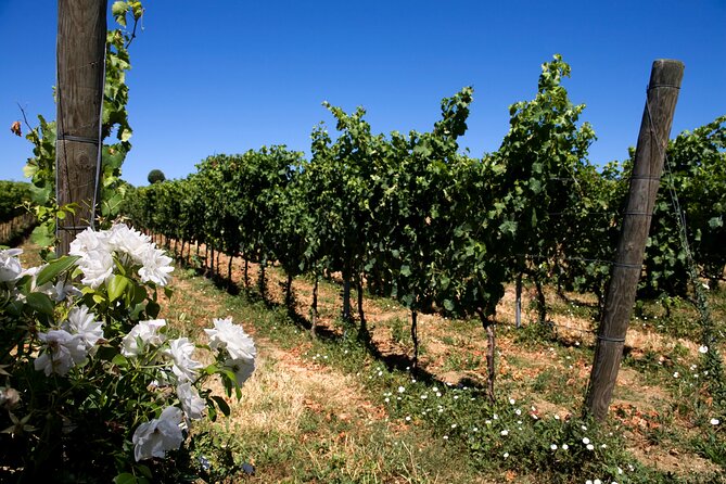 DRINK&FOOD: Private Vineyard and Winery Tour with Tasting - Should you book this private winery tour?