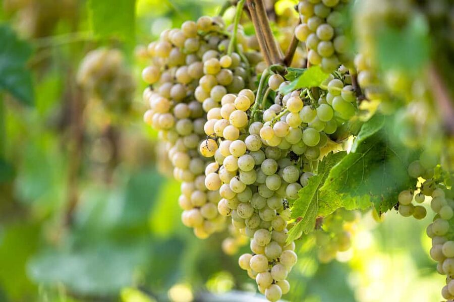 Durres Countryside Vineyards Wine Tasting & Food Pairing - Views, animals, and the slower pace