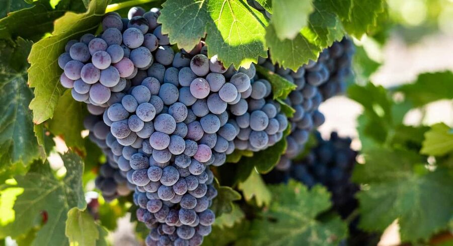 Durres Countryside Vineyards Wine Tasting & Food Pairing - Who will enjoy this experience most?