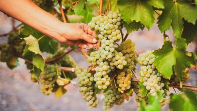 Durrës: Sunset Vineyard Tour with Wine Tasting