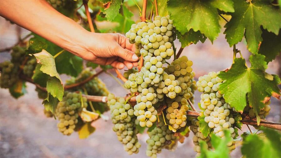 Durrës: Sunset Vineyard Tour with Wine Tasting - Tasting Shesh i Bardhe, Shesh i Zi, and Sangiovese