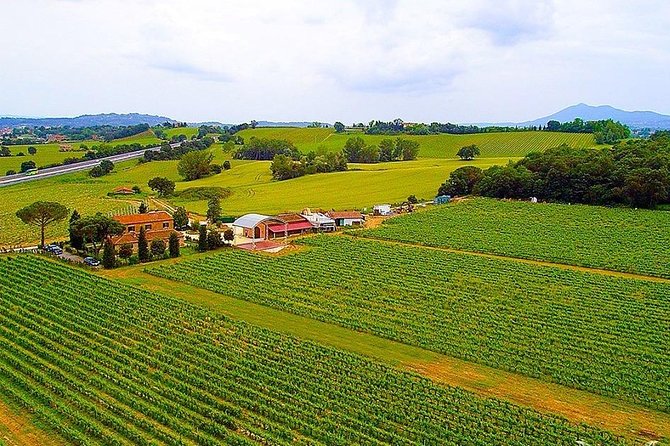 Enjoy a meal with wine tasting in the vineyard of Podere Casanova - What happens after you arrive at 11:30
