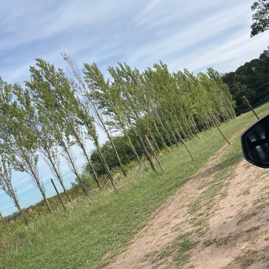 Enjoy a Rural Experience in a Vineyard near Buenos Aires - Timing the return to Buenos Aires