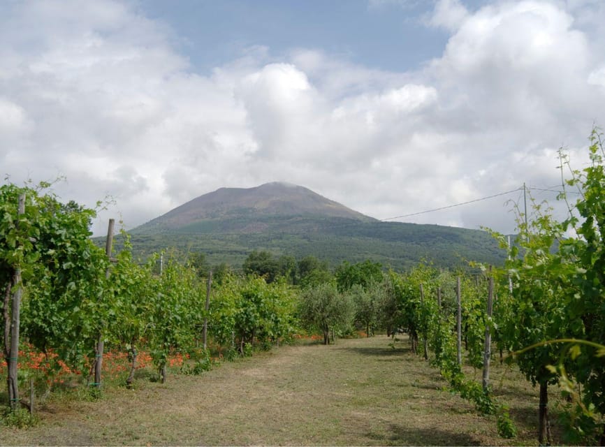 Ercolano vineyards, view cellar wine tasting and brunch - Three wines from the slopes of Vesuvius