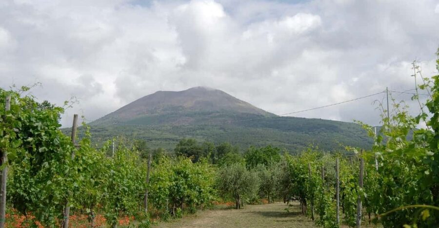 Ercolano vineyards, view cellar wine tasting and brunch - A food spread far beyond cheese and crackers