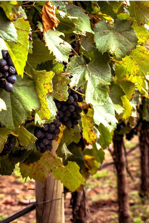 Ercolano vineyards, view cellar wine tasting and brunch - Why the two-hour format works