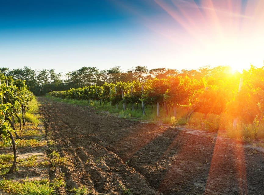 Ercolano vineyards, view cellar wine tasting and brunch - Who will enjoy this Ercolano tasting?