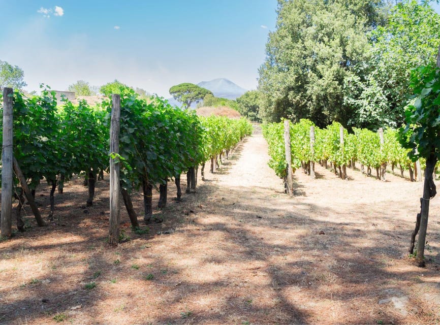 Ercolano vineyards, view cellar wine tasting and brunch - Should you book it?
