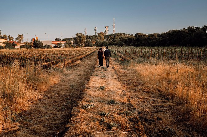 Etna Urban Winery - Sunset vineyard Walk and Tasting Dinner - A family-friendly evening, with limits
